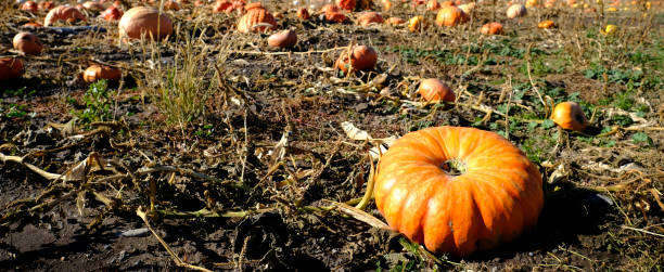 istock Pumpkins in Field on Autum Day Mountains Blue Sky 1432597265