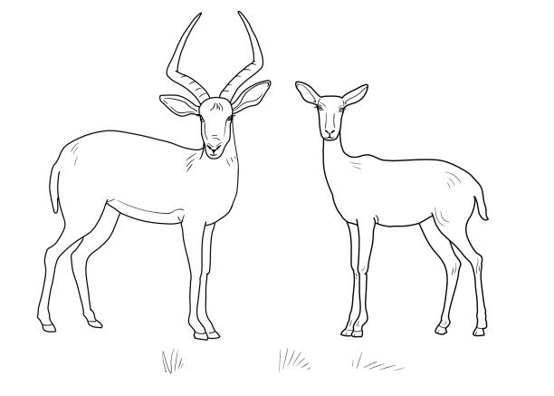 ilustraciones, imágenes clip art, dibujos animados e iconos de stock de antílope macho con cuernos y hembra. mamíferos de áfrica central. dibujos para colorear. aislado sobre fondo blanco. - gemsbok antelope mammal nature