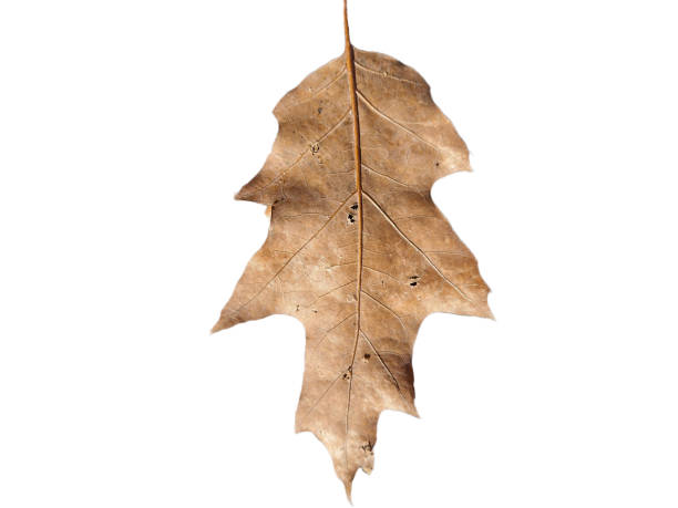 istock Brown oak leaf in autumn isolated on white background 1432598098