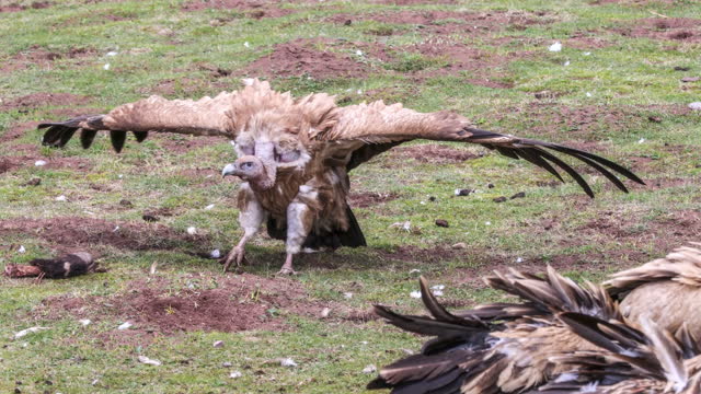 Vultures inhabit the Qinghai Tibet Plateau