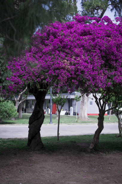 istock The bright red nerium oleander flowers are so beautiful 1432600543