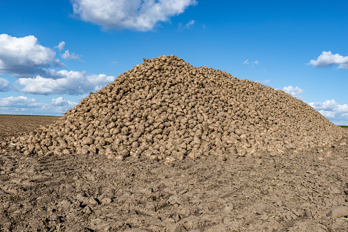Harvested sugar beets on a field west of Cologne in autumn