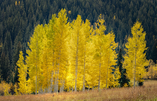 aspen Trees in Colorado during the fall season