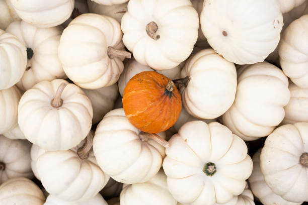istock Lots of decorative white mini pumpkins and one orange one. Top view, flat lay 1432603162