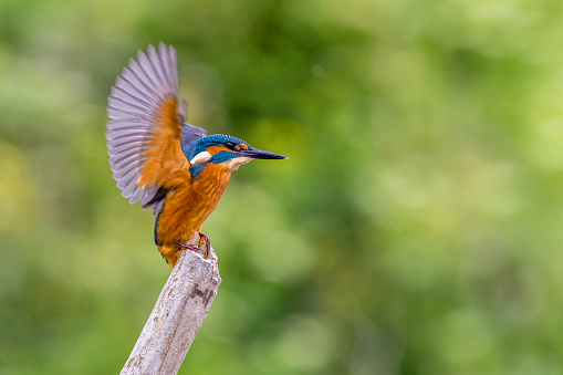 kingfisher (alcedo atthis)  landing on a post