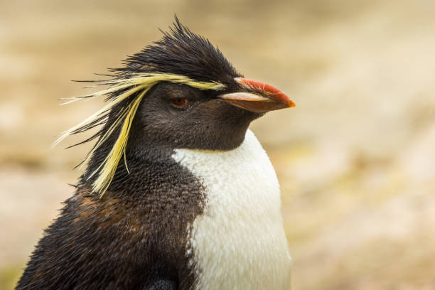 pinguim-do-norte - sphenisciformes - fotografias e filmes do acervo