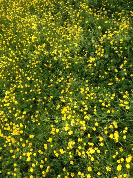 istock Sea of flowers 1432606616