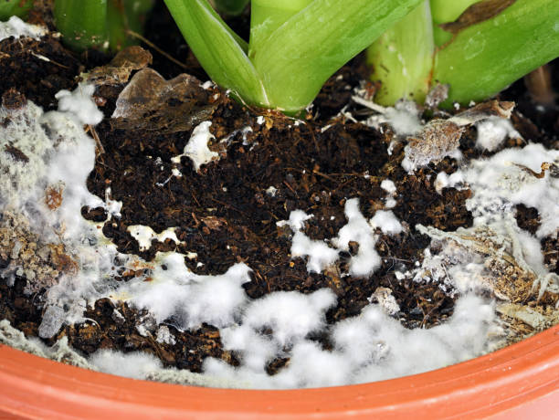 close up of white mold growing on soil in the flower pot, excessive watering and damp soil encourage mold growth close up of white mold growing on soil in the flower pot, excessive watering and damp soil encourage mold growth. soil fungus stock pictures, royalty-free photos & images