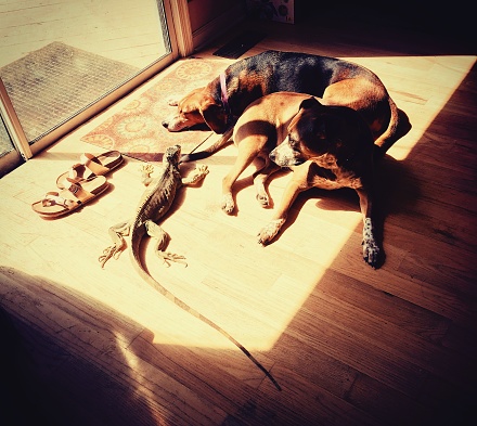 Dogs and an iguana sunning themselves together