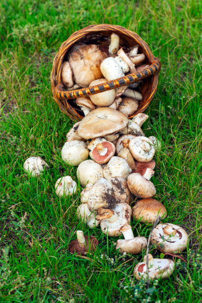 picking mushrooms, picking champignons mushrooms, champignons in a basket on the grass picking mushrooms, picking champignons mushrooms, champignons in a basket on the grass Cepe stock pictures, royalty-free photos & images