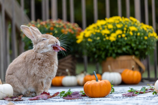 Baby wild rabbit eating watermelon