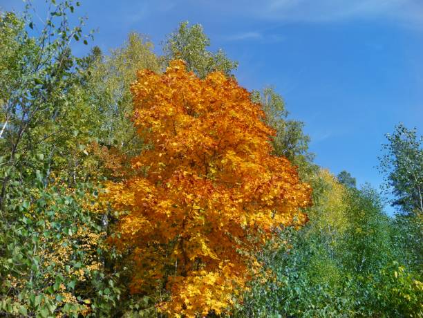 istock Low angle view of trees in forest during autumn 1432612232