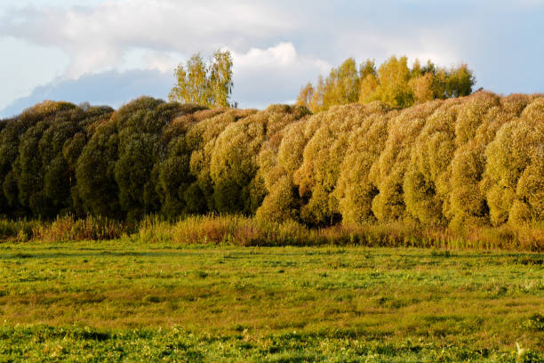 Photo of beautiful willows on the edge of a green meadow in the evening sunset in autumn