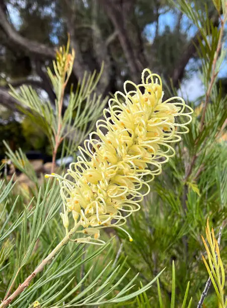 Flower of a grevillea moonlight shrub