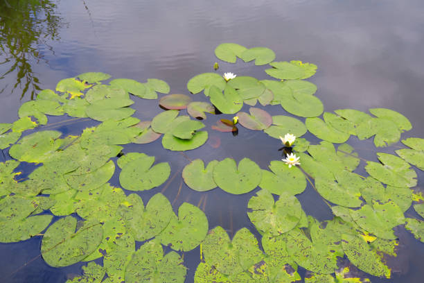 istock water lilies in a lake 1432614850