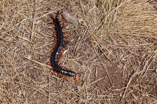 Centipede invertebrate arthropod. Black centipede with red paws in dry grass