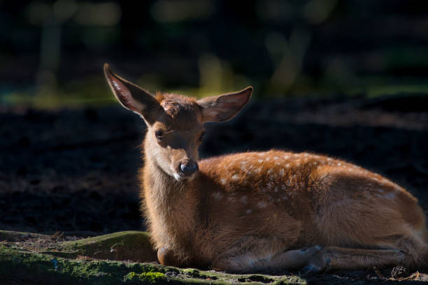 A fawn of red deer rests in the forest. It still has the speckled fur. The forest is dark while the sun illuminates the cub's fur. The fur hair is clearly recognisable. The fawn looks around cutely.