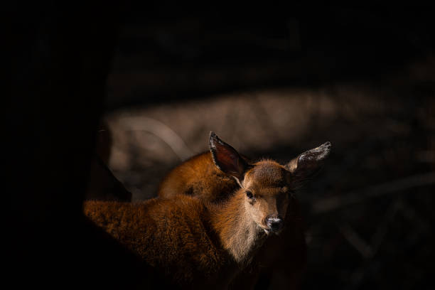 A female cub from deer looks at me. It is no longer a fawn and watches my activities from a group of other animals. The photo is dark and the animal is illuminated by the sun.