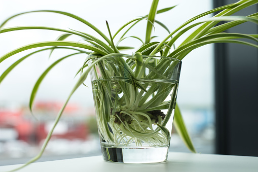 Green houseplant growing roots in water glass. Spider plant (Chlorophytum comosus) also called  ribbon plant, airplane plant.