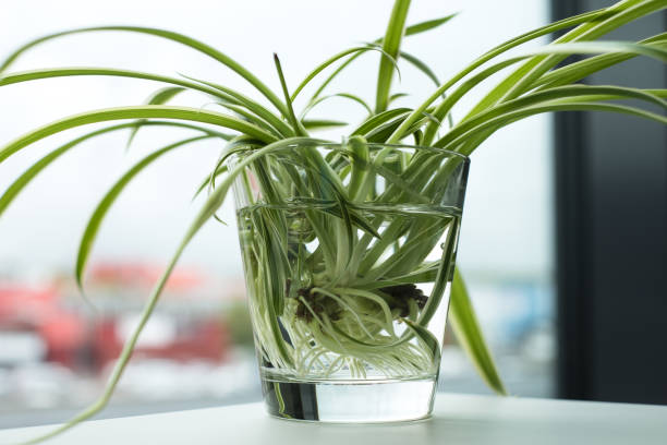 Water propagation for indoor plants. Green houseplant growing roots in water glass. Spider plant (Chlorophytum comosus) also called  ribbon plant, airplane plant. spider plant photos stock pictures, royalty-free photos & images