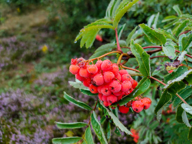 istock Red rowan berries in the forest 1432619846