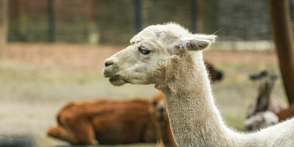 Close up shot of llama with white fur in a zoo.