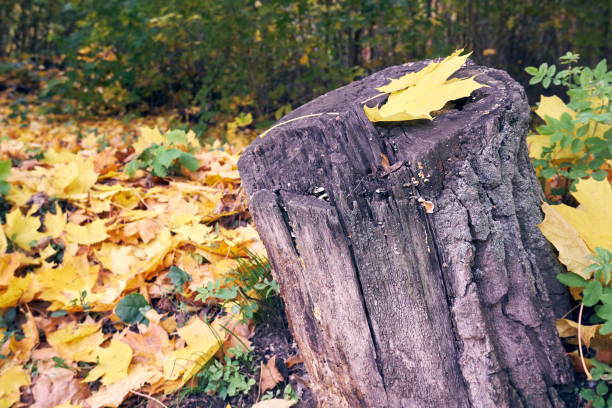 istock Yellow maple leaf lies on a stump 1432621966