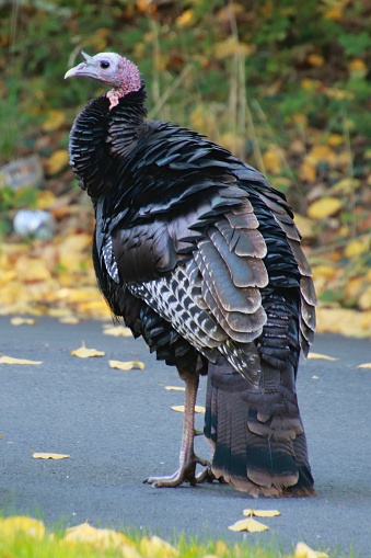 Wild turkey female in road black brown red