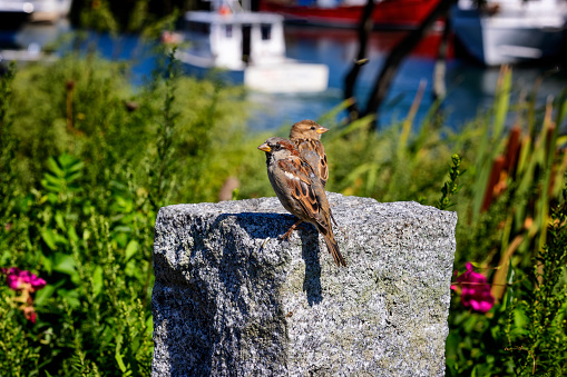 Close up of song sparrows sitting on a rock pillar in a small garden at Plymouth Harbor waterfront park.
