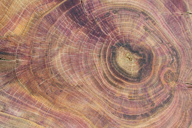 Plum tree wood slice with visible internal structure. Tree anatomy. Wood grain. Abstract background.