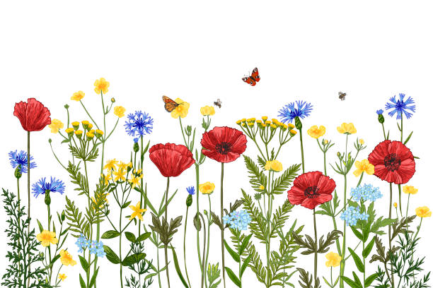 illustrations, cliparts, dessins animés et icônes de motif d’herbes sauvages fleurs sauvages en été. coquelicots rouges, bleuets, myosotis, renoncules jaunes, fougères - poppy field illustrations