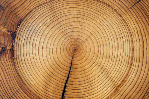 Sección transversal de una madera de cedro que muestra anillos de crecimiento concéntricos y grieta radial. Anatomía del árbol. Grano de madera. Antecedentes abstractos photo