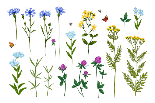 Wild herbs pattern Wildflowers in summer. Red poppies, cornflowers, forget-me-nots, yellow buttercups, ferns