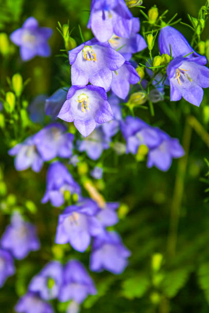 istock Purple blue white flowers and plants in forest nature Germany. 1432629089