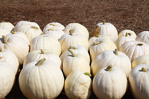 Pumpkin patches sprouting up all over the city in October  with pumpkins aplenty and tons of festive activities for kids.