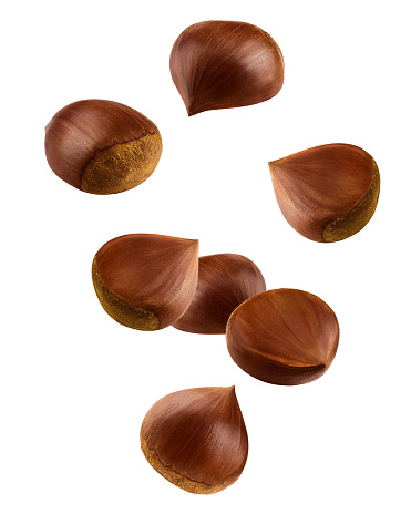 Falling Chestnuts, isolated on white background, clipping path, full depth of field