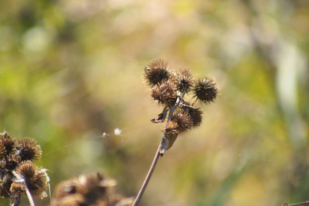 Close-up of brown lesser burdock seeds with blurred background