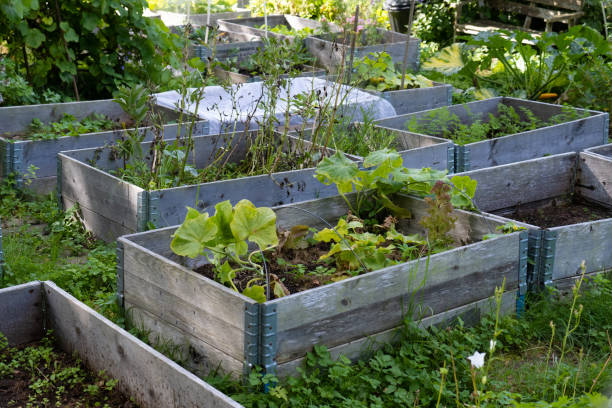 istock Plants in pallet collars in a colony garden. 1432635395