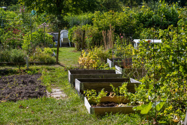 istock Plants in pallet collars in a colony garden. 1432635399