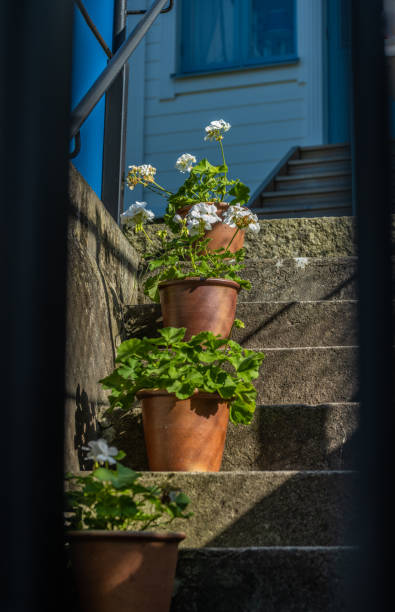 Three flower pots with blooming flowers on concrete stairs