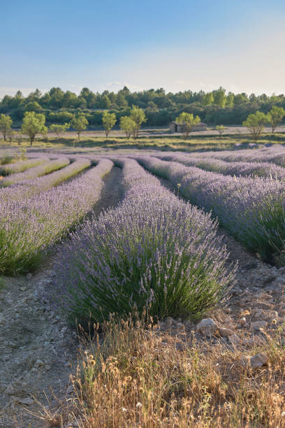 istock A lavender field in bloom on a sunny day 1432635930