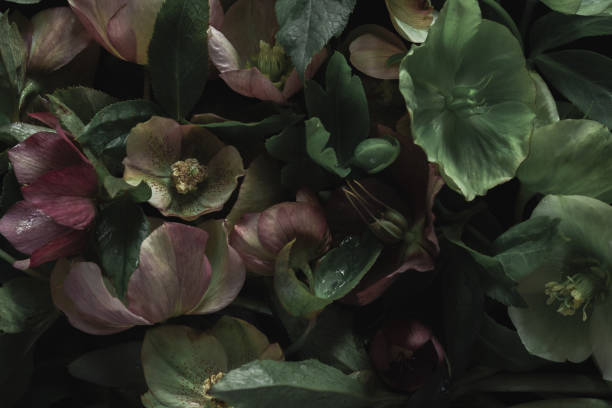 istock Moody flora background. helleborus bouquet on a black background. Blur and selective focus. Low key photo. 1432636032