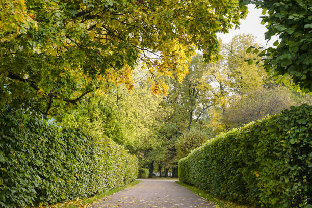 istock Alley in the park in autumn. 1432636402