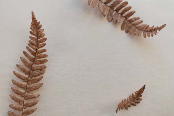 istock Dry fern leaves on a light background with space for text. 1432636937