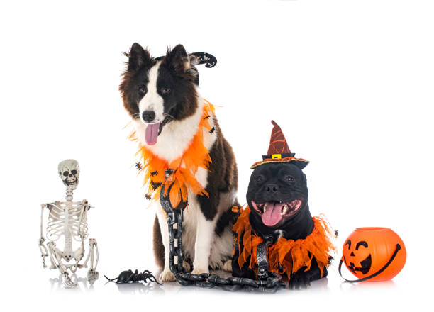 istock dogs and halloween 1432637770