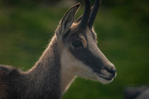 istock Chamois hairy animal on green grass in sunny evening 1432638077