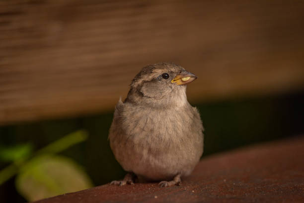 istock Sparrow bird in autumn sunny color afternoon 1432639192