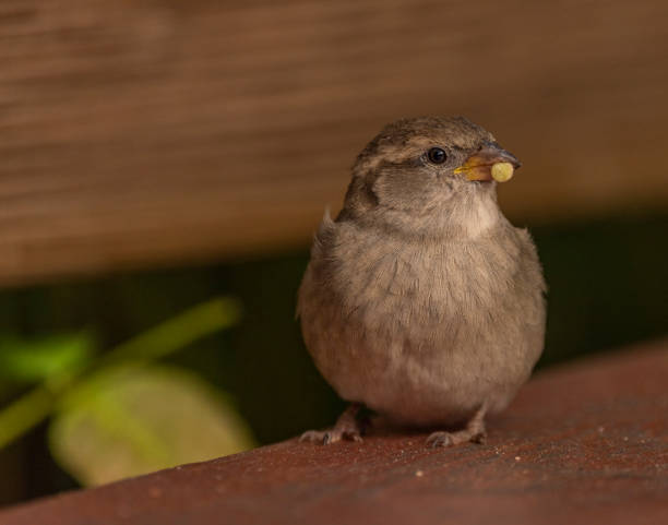 istock Sparrow bird in autumn sunny color afternoon 1432639221