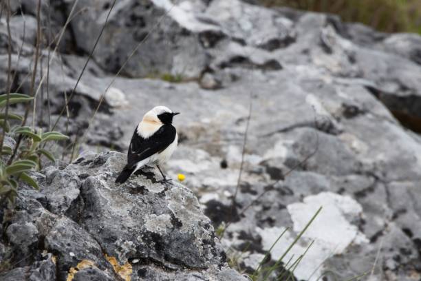 Western black-eared wheatear, Oenanthe hispanica, at Corfu, Greece A Western black-eared wheatear, Oenanthe hispanica, at Corfu, Greece oenanthe hispanica stock pictures, royalty-free photos & images