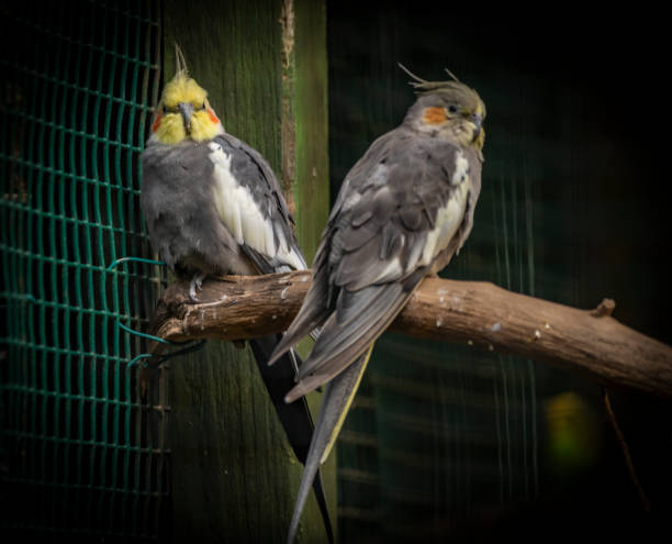 istock Color parrots birds in autumn fresh day in cage 1432639238